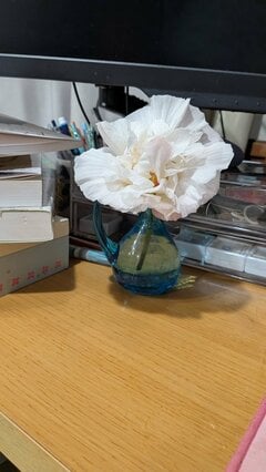 朝は真っ白だった花が夕方にはピンク色に 「酔芙蓉」の美しい変化に見入ってしまう