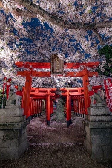 名古屋の住宅街で思わず目を奪われた「夜桜と神社」 幻想的な光景に