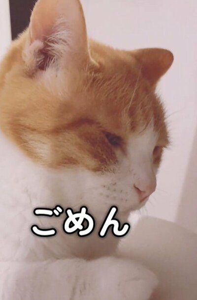 投稿動画のワンシーン