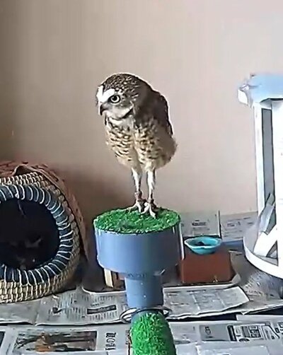 投稿動画のワンシーン