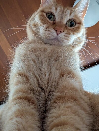 飼い主さんを見下ろすぷりんちゃん