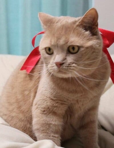 赤いリボンがお似合いのつなくん