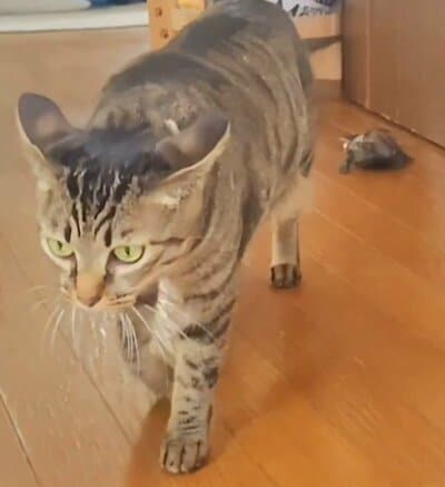 スケボーから降りてしまってもお構いなしに小雪ちゃんの後を追う軍曹くん