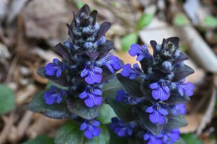 【多年草】春から初夏、美しい花を楽しめる《グランドカバープランツ》おすすめ3選。雑草対策にも