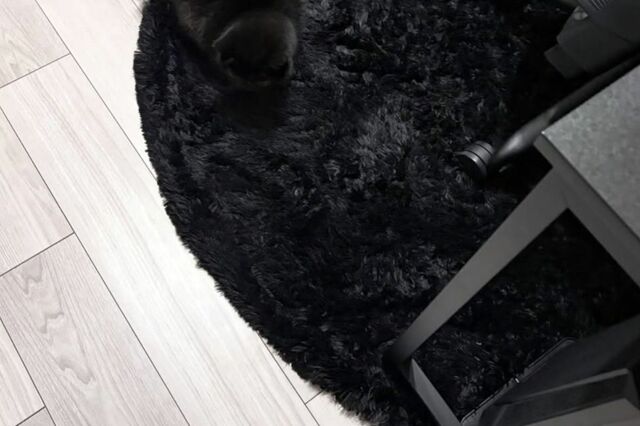 自宅にいるはずの猫が見つからない…　くつろいでいたまさかの場所に「完全同化してる」「隠れ身の術すごい」