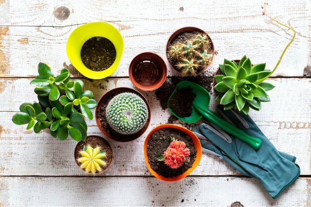 多肉植物の植え替えに挑戦しよう！水やりのタイミングがポイント