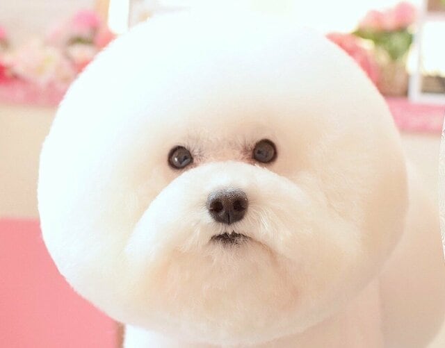 まんまるカットの白いワンちゃんが風に吹かれた結果…「有名アニメのキャラになってる！」と11万いいね