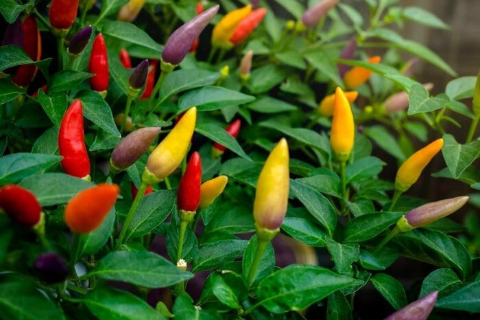 葉色も濃く大人な雰囲気のトウガラシ