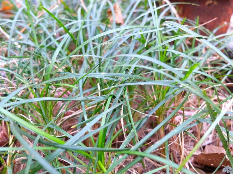 クリスマスローズ／筆者撮影