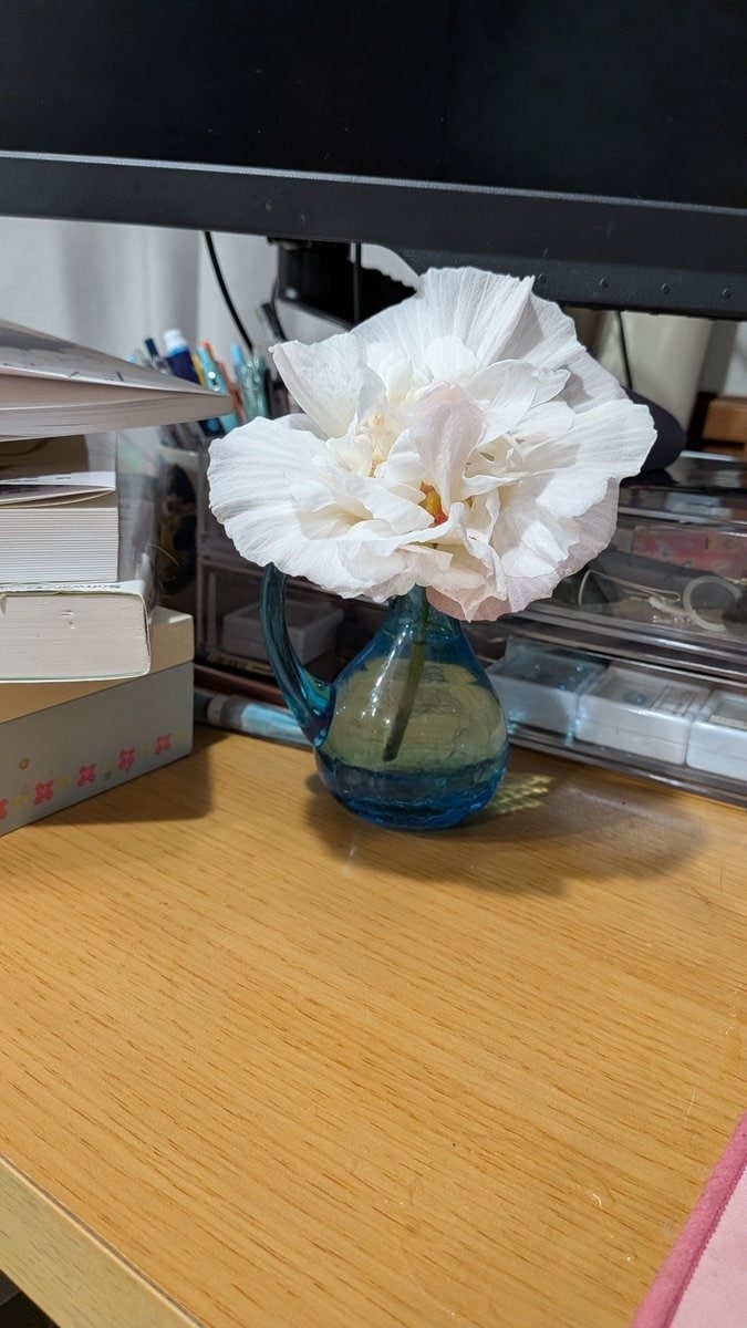 朝は真っ白だった花が夕方にはピンク色に 「酔芙蓉」の美しい変化に見入ってしまう