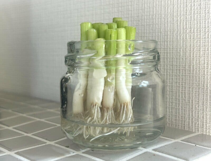 水は、根元のわずか上がつかるくらいが目安です