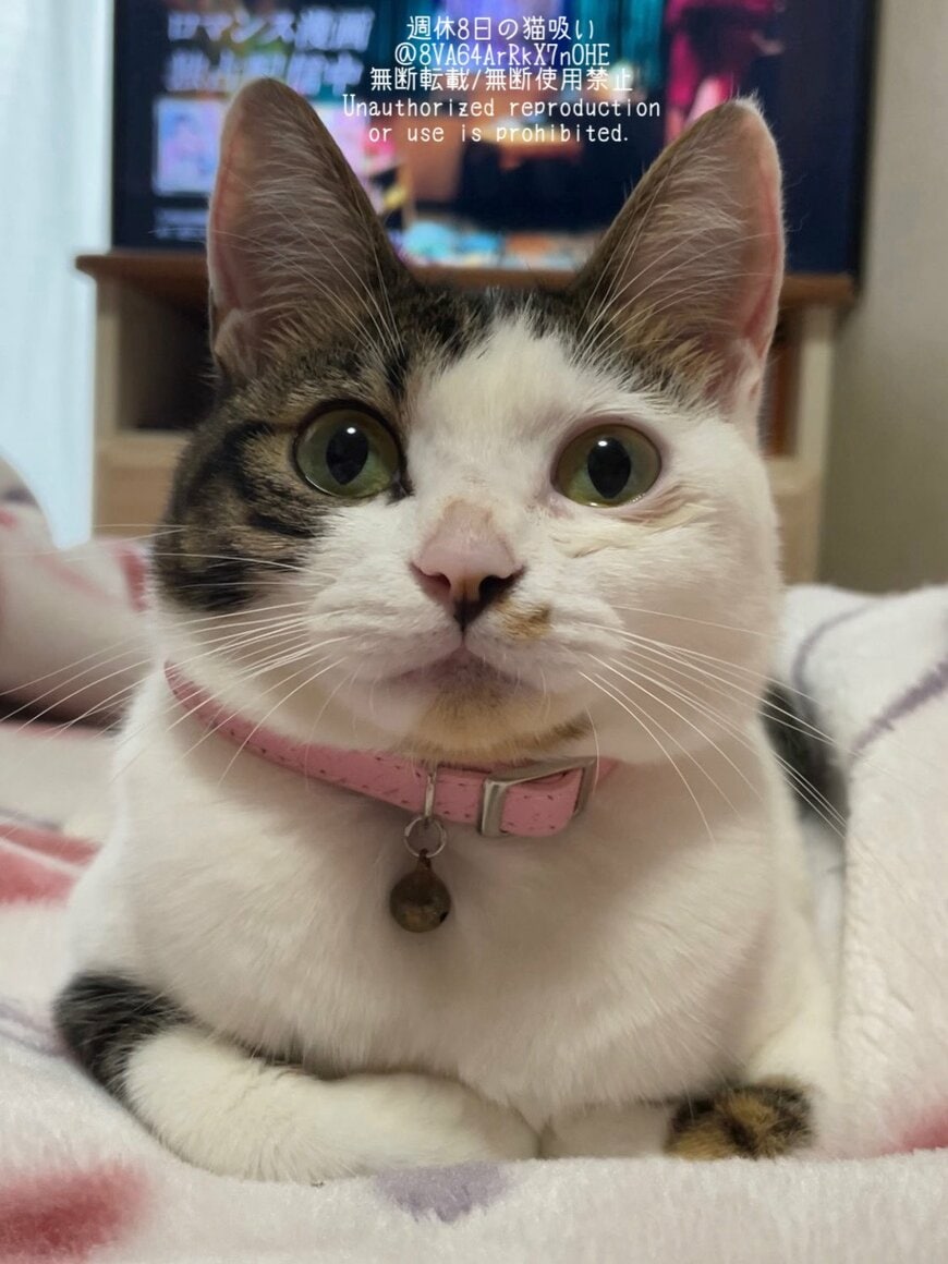 出所：@8VA64ArRkX7nOHE