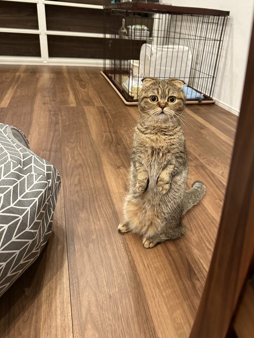 出所：@ponpokopontanu