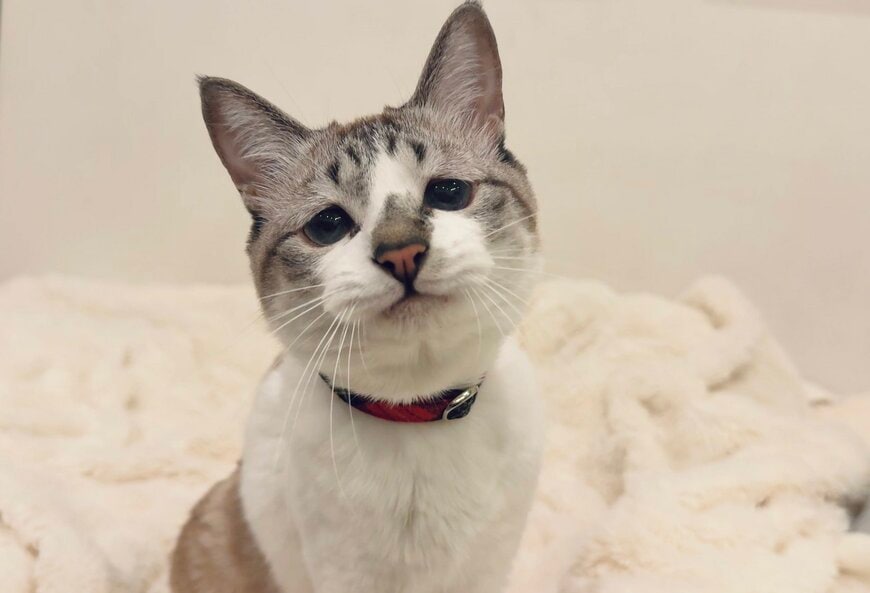 【127万再生】しょんぼり顔の猫がたまに見せる「笑顔」…思わず二度見する可愛すぎる表情に癒される人が続出