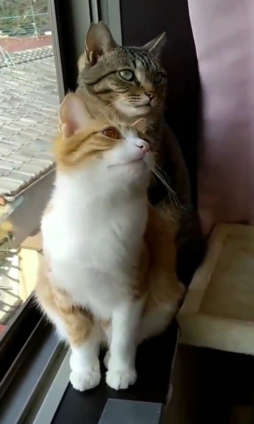 出所：@mero627puri914