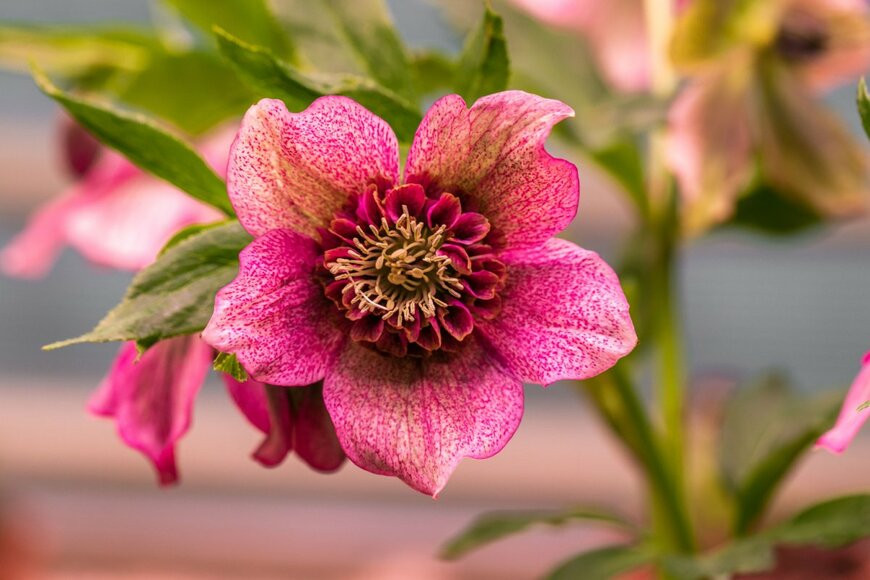 S.O.E/shutterstock.com