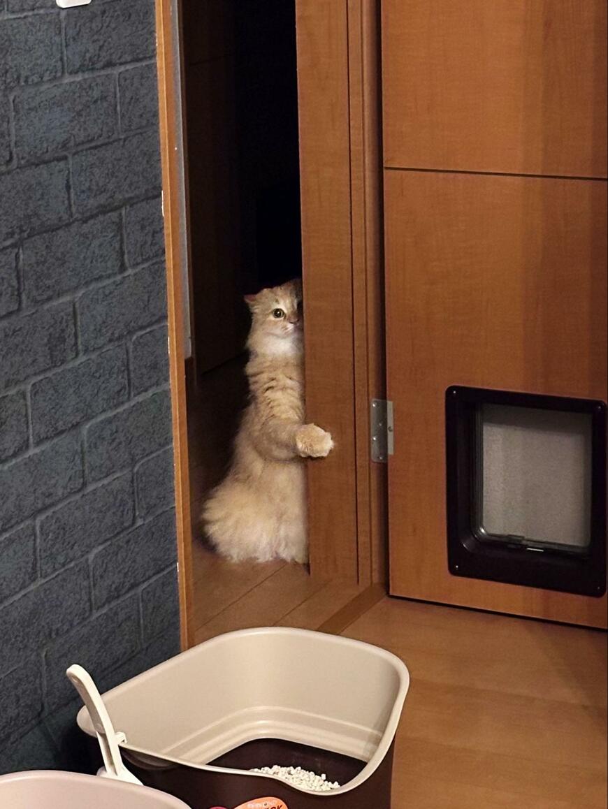 出所：@NEKOLAND13