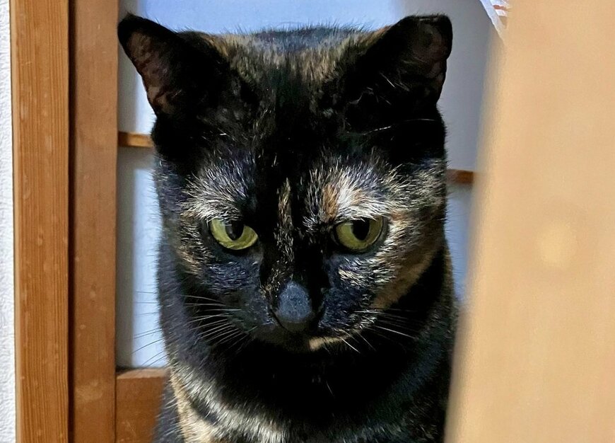 「どこに行くニャ…？」パパとお留守番になった保護猫、なんとも寂しそうな表情に「後ろ髪引かれちゃう」と反響続々