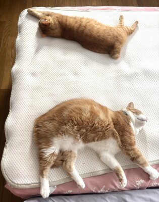 出所:@Beercat_Ana_Dar