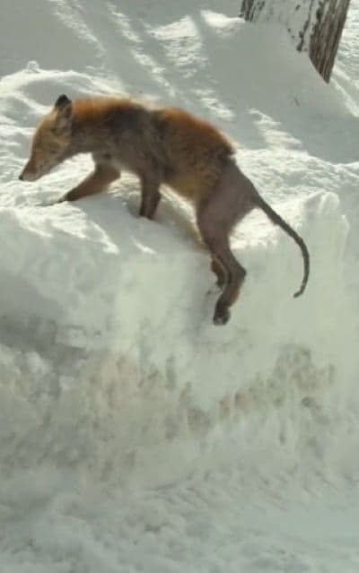 出所：@sunobokoji