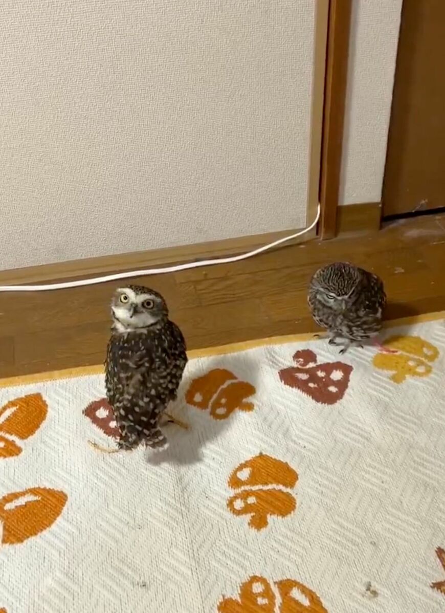 出所：@chimaki_anahori