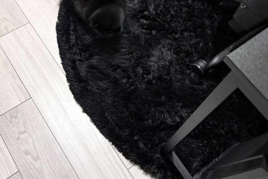 自宅にいるはずの猫が見つからない…　くつろいでいたまさかの場所に「完全同化してる」「隠れ身の術すごい」