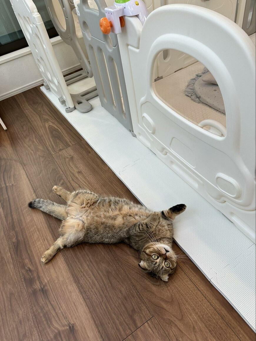 出所：@ponpokopontanu