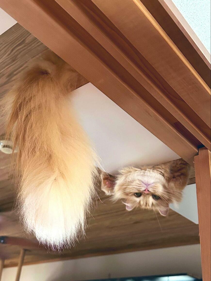 出所：@NEKOLAND13