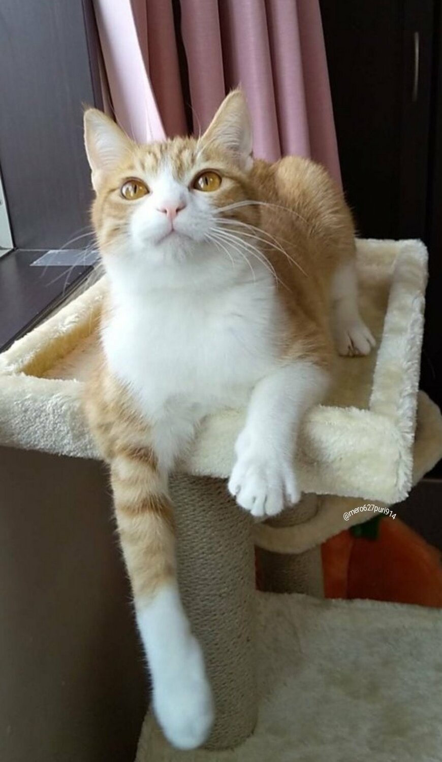 出所：@mero627puri914