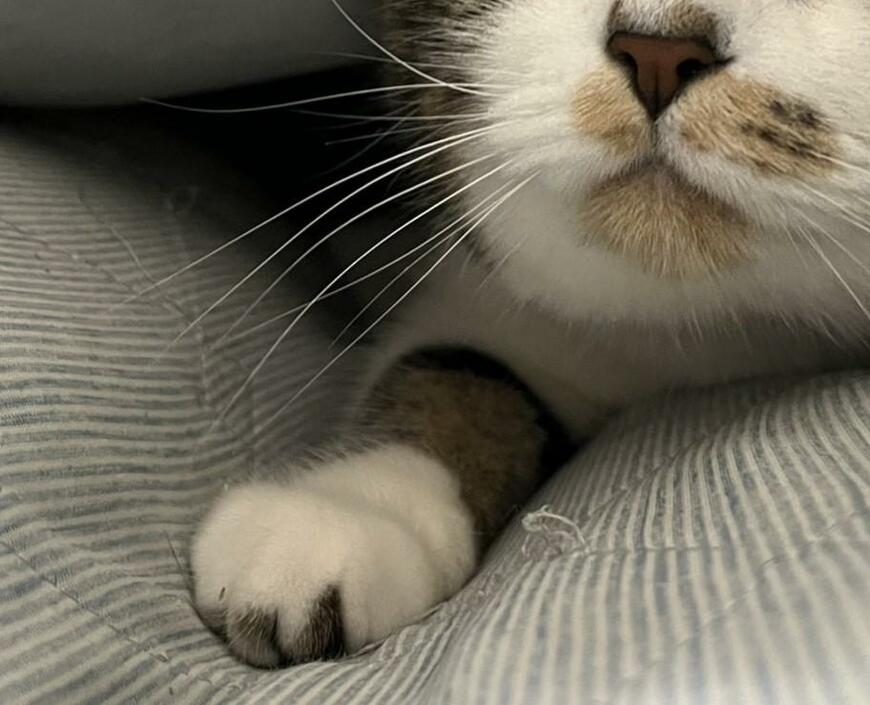 出所：@torotolo106106