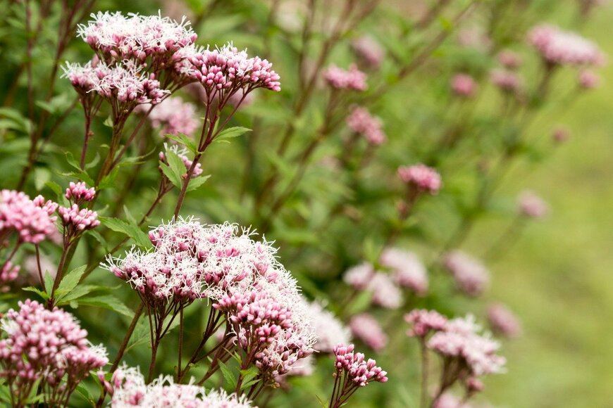 mitsu_miya/istockphoto.com