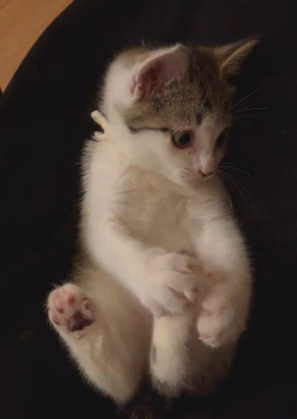 出所：@kirishimaxavi