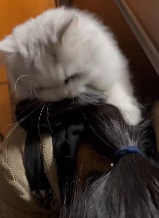 出所：@NEKOLAND13 