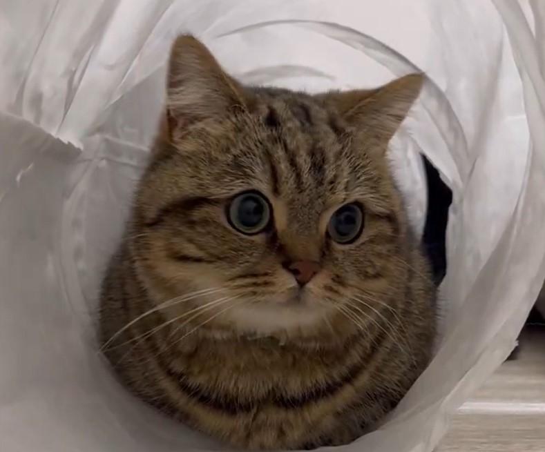 出所：@chopachabi81