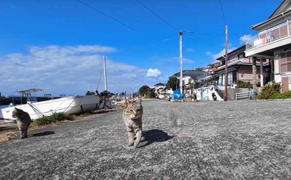 出所：@ImpressedCatVideo