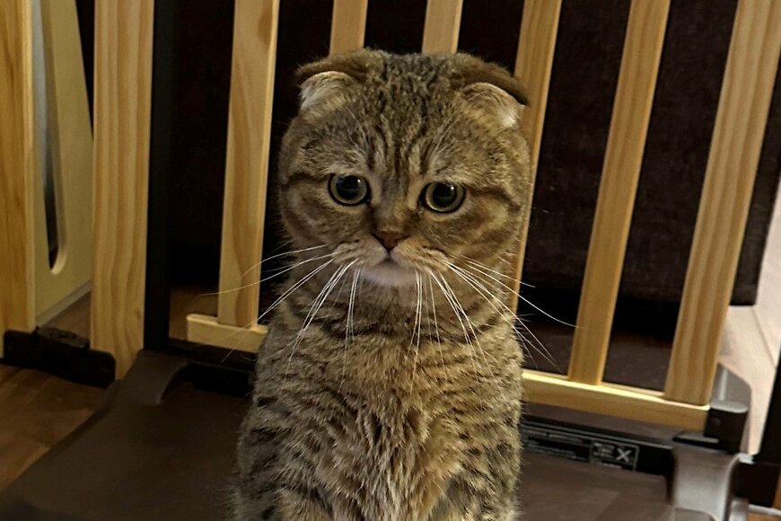 ちゅ～るが欲しい猫さん　悶絶級のおねだりポーズにSNS沸騰