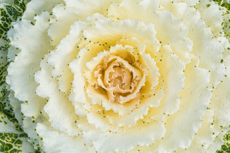 Kittisak Chysree/shutterstock.com