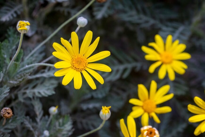 Esin Deniz/shutterstock.com