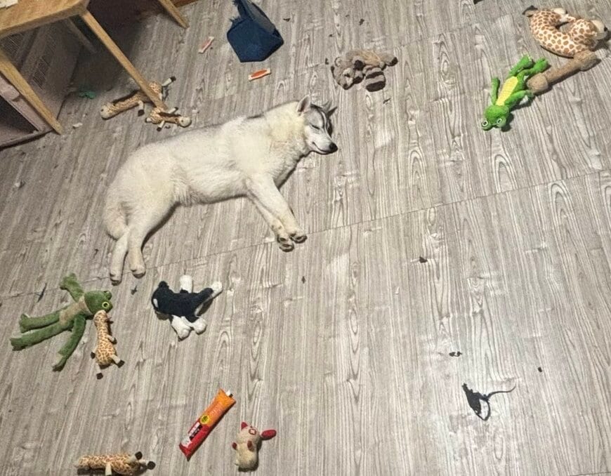 出所：@fukumaru_buna