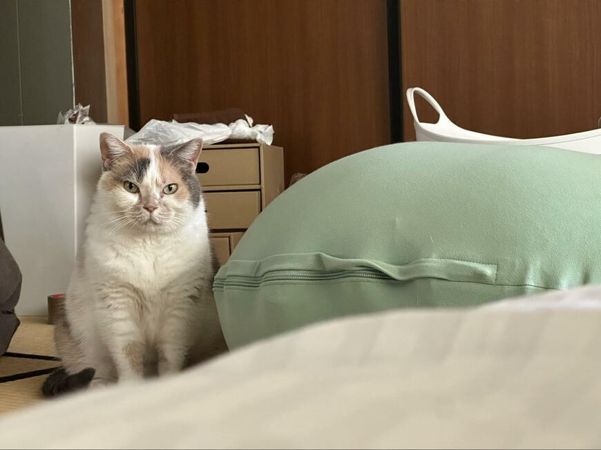 飼い主が猫に差し出した「謎の丸い物体」　まさかの正体に驚きの声