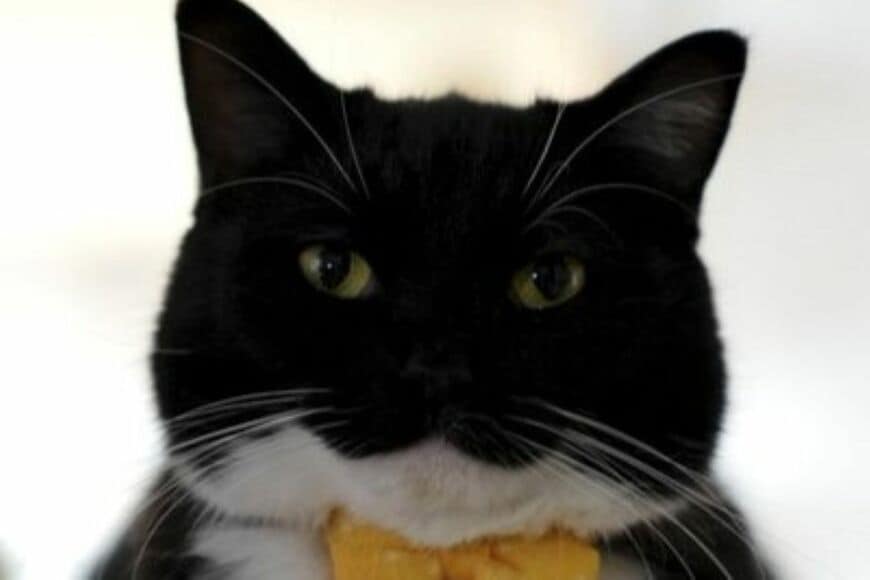 【尊すぎる】すやすや眠る猫ちゃんがあまりにも可愛い　「赤ちゃんのような寝姿」に癒されてしまう