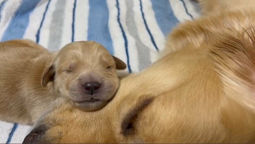 出所：@pu_channeldesu