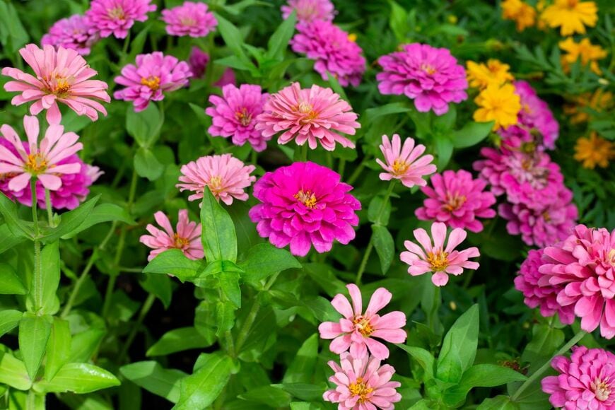 Bowonpat Sakaew/shutterstock.com