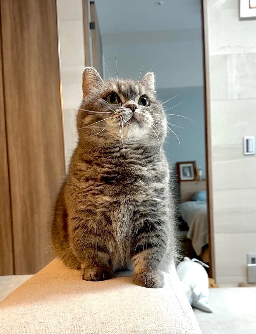 猫の顔に違和感　気づくと笑っちゃうかわいい姿に反響