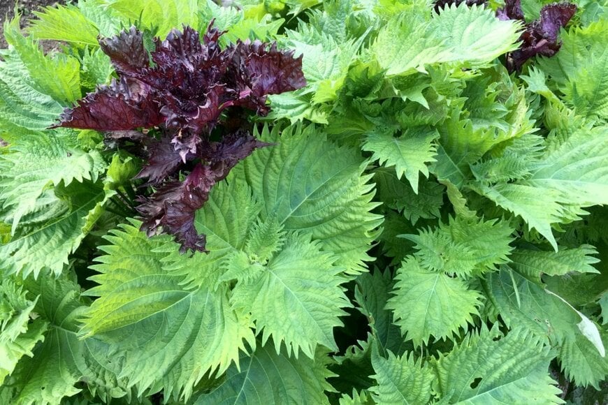 zawafoto/shutterstock.com