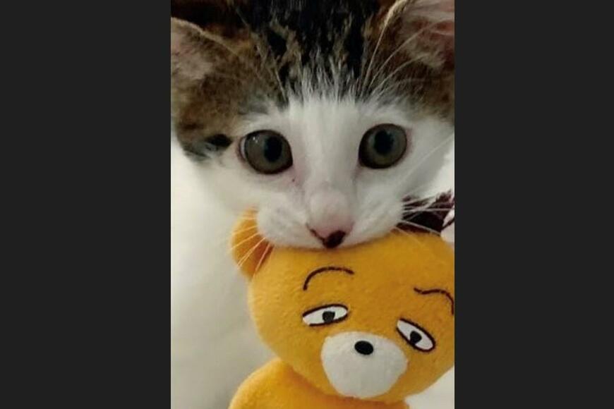 「世界イチ可愛いパッツンでは…」元保護猫さんの写真が話題