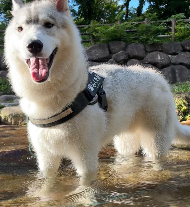 出所：@fukumaru_buna