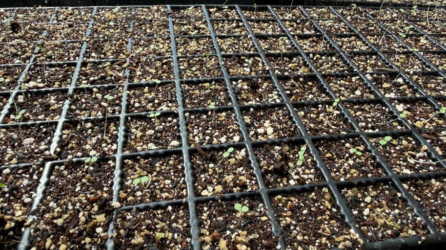 128粒植えられるセルトレーに一粒ずつ撒くのが経験上一番！発芽も、その後の成長も抜群