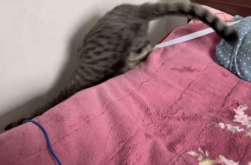 じゃれ合う2匹のキジトラ猫