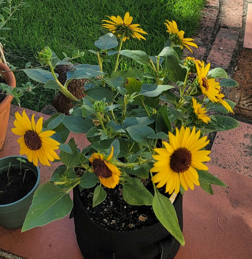 一年草のヒメヒマワリ